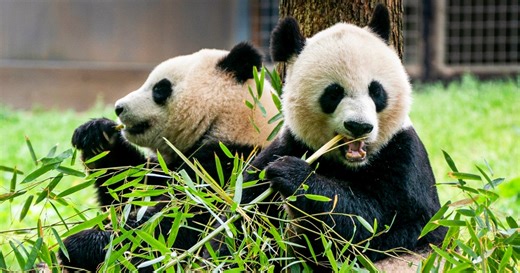 Two giant pandas will arrive at D.C.'s National Zoo this year, officials say