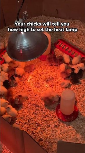 Wondering how high to set your heat lamp for a chick brooder?