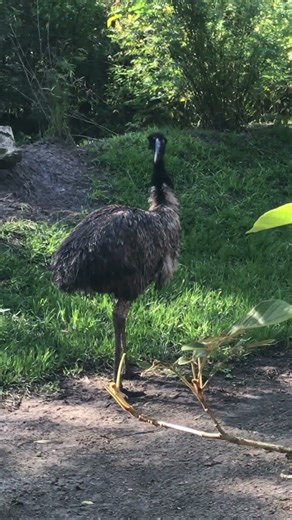 When Emus Attack 😱🐦💥 | Funniest Wild Encounter