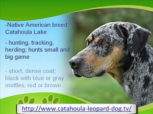 The Catahoula Leopard Dog