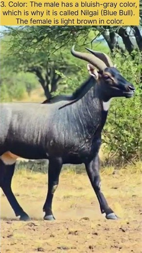 you know the Blue Bull (Nilgai) is the largest antelope in Asia? Watch this amazing wildlife #viral🫎