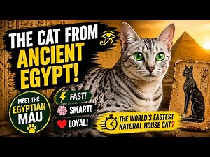 Meet The Egyptian Mau: The Cat Of Ancient Egypt! 😺