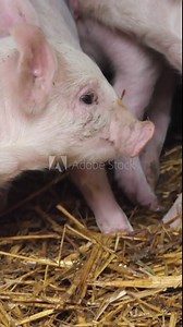 Vertical Screen: Young pigs in the farm yard. Pigs in a pigsty on a pig farm. Modern Agricultural Pigs Farm