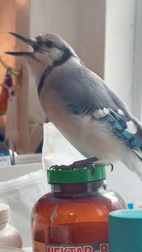 Pluto’s latest impression? A very convincing meow! Our clever Blue Jay has picked up a new sound: cat meowing! In her outdoor enclosure, Pluto often sees (and hears) neighborhood cats. Since Blue Jays are excellent mimics, she’s recently added their meows to her vocal repertoire. Fun fact: She’s not alone! Many Blue Jays mimic cats or hawks near feeders to scare off other birds and claim all the food for themselves. Smart and sneaky! Reminder: Pluto is a federally permitted education ambassador 