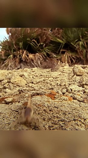 Praying Mantis vs Scorpion: A Battle of Precision and Survival #prayingmantis #scorpion #InsectBattle #survival #martialarts #NatureDrama #WildlifeEncounters | Wild Society | Facebook