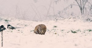 A buzzard ripping off pieces of it prey and eating in snow during blizzard