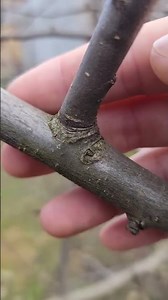 What is ring cutting?