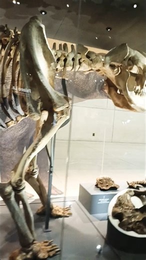 Diprotodon optatum fossils