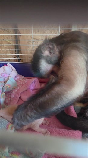 Capuchin Monkey and Kitten Become Unlikely Friends