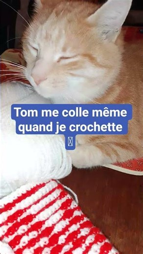 Tom le chat