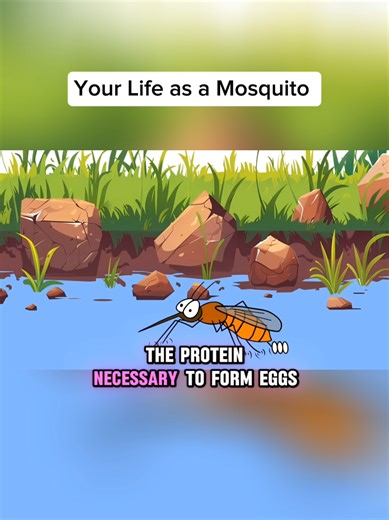 Challenges of Being a Mosquito Explained in Animation