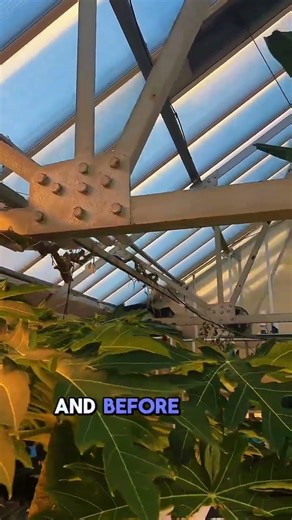 We’re going to break the Guinness World Record for longest tomato vine this year with a Tray2Grow!