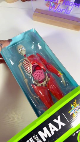 Science to the Max - Interactive Human Body #learning #asmr #stem