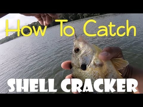 How to catch SHELL CRACKER at Lake Hickory