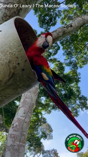 The Macaw Society on Instagram: "Updates on an old friend 🦜💚🌿 This Scarlet Macaw is TABASCO — 32 years old and one of the oldest confirmed records of a living macaw we’ve documented in the wild. He was banded as a chick in 1994 and recently showed up at one of our nest boxes… then we spotted him again in early January foraging in a palm. He was also a regular visitor around the lodge back before 2020, when we lived there, and he nested in our nest boxes from 2009 to 2014 