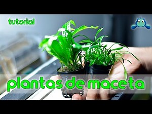 Plantas de maceta - Tutorial