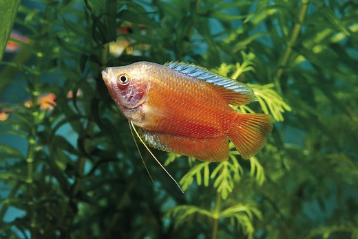 The Dwarf Gourami: Caring for Tropical Fish