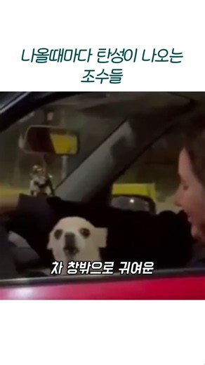 심장 폭행 주의! 끝없이 나오는 치와와랑 눈 마주친 순간 #심쿵 #치와와 #강아지 #댕댕이 #일상