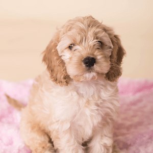 Cockapoo Puppies Near Me | Available Dogs | Lawrenceville GA