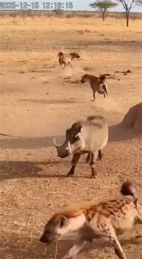 Warthog vs Hyena: Sends Predator Flying