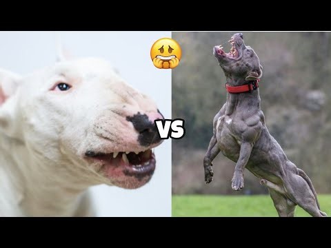 BULL TERRIER VS AMERICAN STAFFORDSHIRE TERRIER - Which is More Powerful?