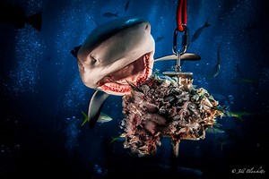 10 Amazing Bahamas Dive Sites - All Star Liveaboards