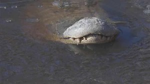 Alligators freeze in place in North Carolina swamp, noses above surface