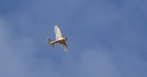 This Is PigeonBot, the World's Most Bird-Like Flying Robot Yet