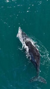 Breathtaking drone footage shows a humpback whale mother tenderly lifting and caring for her baby off Australia's coast 🫶🐋🩵 . . 🎥 @hover_images . . . #cetaceans #whales #humpbackwhales #dronevideography #whalewatching #australia #protectwhatmatters #whalesofinstagram | Champions for Cetaceans