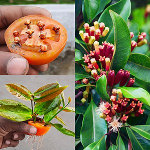 314K views · 5.6K reactions | How to germinate clove seeds at home easy // Simple method to grow clove plants | Ashik Muztaba | Facebook