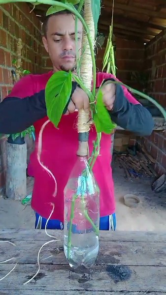 How to grow pothos in water #plants #pothos #water #plants #tips #shorts