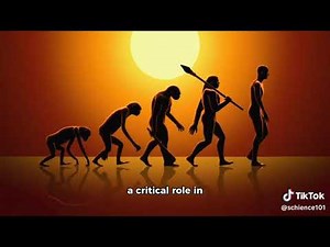 Evolution of Bipedalism in Humans