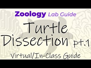 Turtle Dissection - Part 1: External & Mouth Anatomy - Virtual/In-Class Guide - Zoology