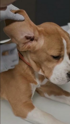 Best Probiotic For Dogs With Yeast: Gut Health Support Explained