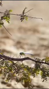 The Lion King 2019 ❤ Simba used his roar but 😳 #TLK2019 | Anthony Abero