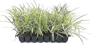 Variegated Liriope | 10 Live Plants | Liriope Muscari Variegata | Ornamental Ground Cover Plants | Evergreen Foliage