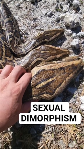 Sexual Dimorphism in Burmese Pythons! #python #snake #wildlife #florida #nature #shorts