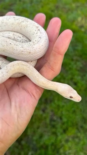 What a pretty Children’s python at @reptilia__! 🤍✨ TRR is made possible by @redlineshipping #childrenspython #antaresiachildreni #antaresia #australianpython #python #snake #reptile #reptilepets #reptilefanatics #reptilekeeper #herpetology #herpetoculture #thereptilereport #thereptilereportofficial | The Reptile Report