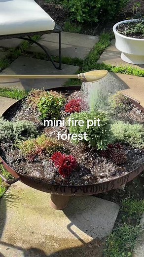 Creating a Mini Forest in My Fire Pit | Unique DIY Outdoor Gardening Idea