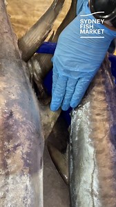 42K views · 599 reactions | Ever wondered how to tell our many species of large, pelagic Mackerel apart? Erik is here to give you a few pointers. | Sydney Fish Market | Facebook