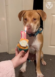 5K views · 16 reactions | Heartwarming dog birthday compilation | Lady Panda | Facebook