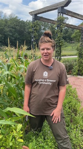1.7K views · 41 reactions | When our lead horticulturist Kelly talks abouts corn, we’re all ears!  Watch as she demonstrates the process of hand-pollinating corn and explains the benefits of doing it for smaller groupings. | Lauritzen Gardens | Facebook