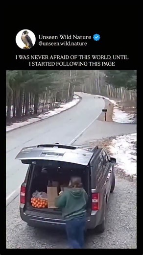 Unseen Wild Nature on Instagram: "Wolves attack using strategy, teamwork, and endurance rather than brute force. Unlike solitary predators, wolves hunt in coordinated packs, communicating through body language, eye contact, and subtle movements. An attack usually begins with testing the prey—the pack circles and applies pressure, looking for signs of weakness such as injury, age, or separation from the herd. Once a target is identified, wolves move in with precise roles. Some individuals drive t