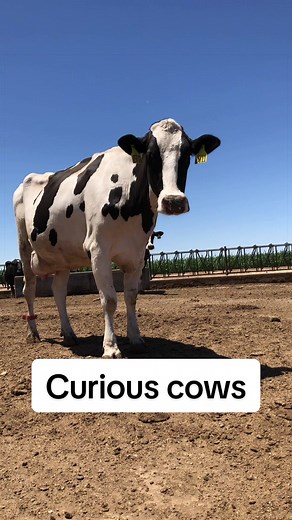 Understanding Cow Behavior: Dairy Farm Insights