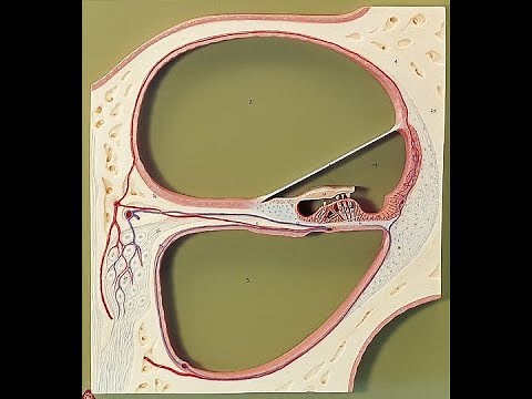 Lab 8.4 - Structures of the cochlea