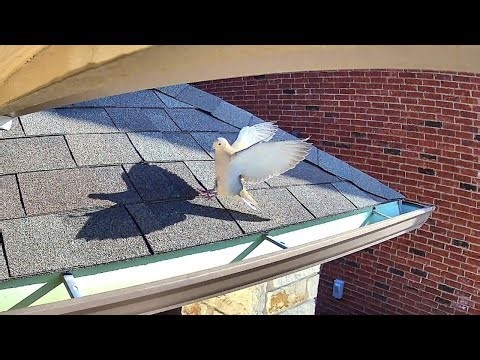 [Re] From Egg to Flight: The Beautiful Growth of Mourning Doves