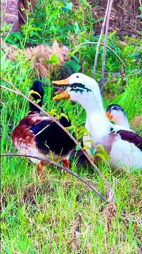 Cute Ducks Quacking Sound 🦆 Viral Duck Video | Relaxing Nature Birds 4K #birds #duck