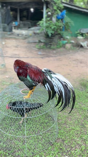 #อนุรักษ์ไก่ใต้🐓 #ไก่ใต้ไก่เดือย🐓💯 #ไก่ใต้ #เดือยไก่ภาคใต้ #นครศรีธรรมราช