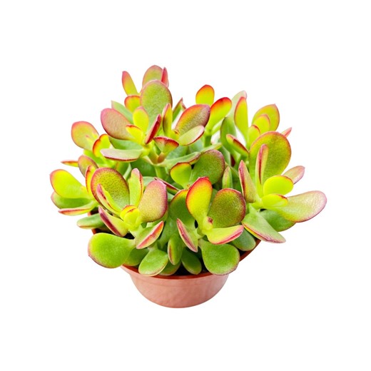Dwarf Jade Plant: Crassula Ovata Crosby's Compact in 4" Pot - Etsy