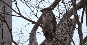 An adult Spot-bellied eagle owl Ketupa nipalensis is perched behind some dried twigs while perching on a dead branch.